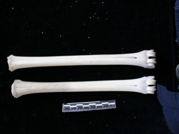 Media type: image;   Mammalogy 17733